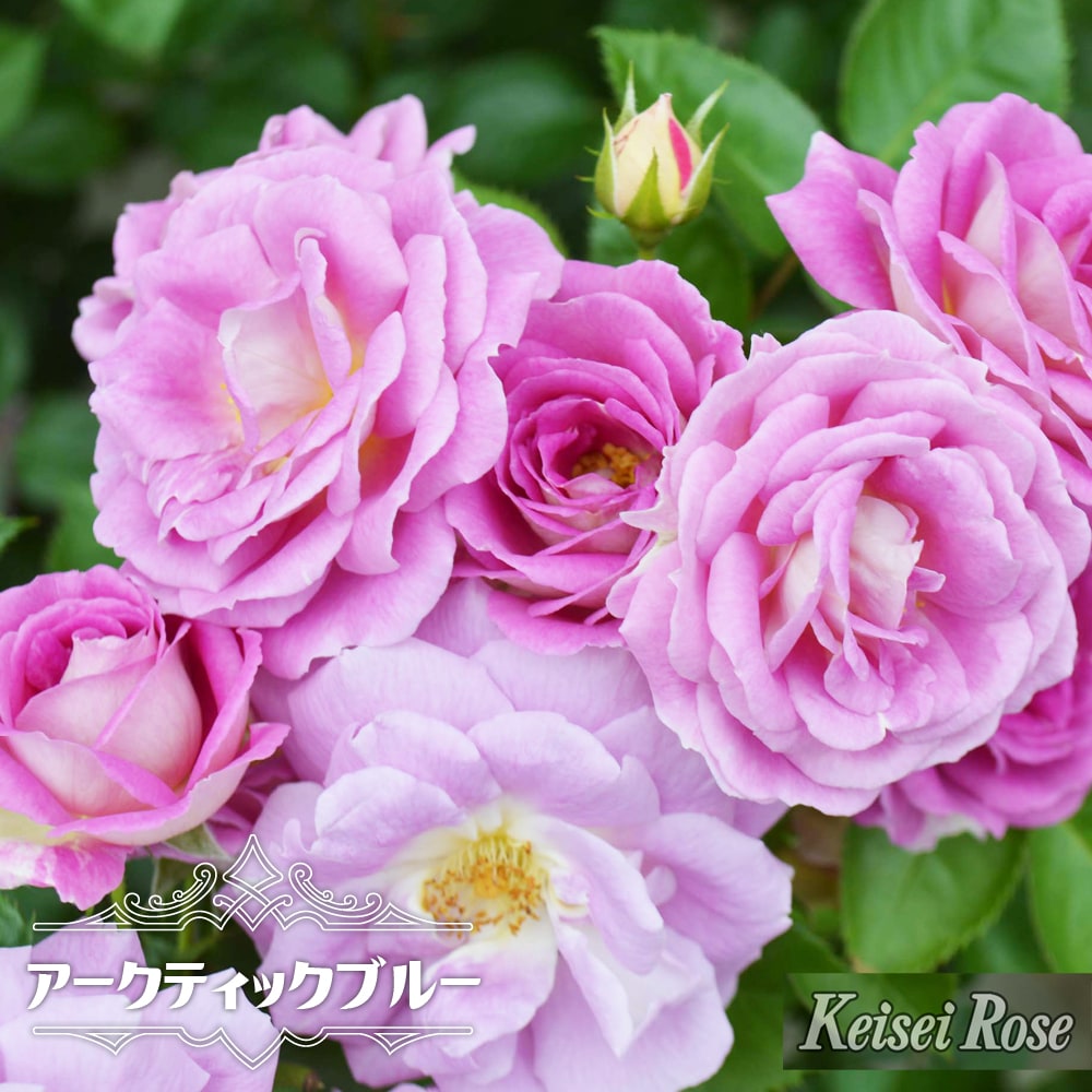 【バラ苗】 アークティックブルー 2年生大苗 FL 【京成バラ園】 四季咲き ピンク 薔薇 バラ苗木 品種登録出願準備中 苗木部 by 花ひろばオンライン デルバール ローズポット 12号 ブルー