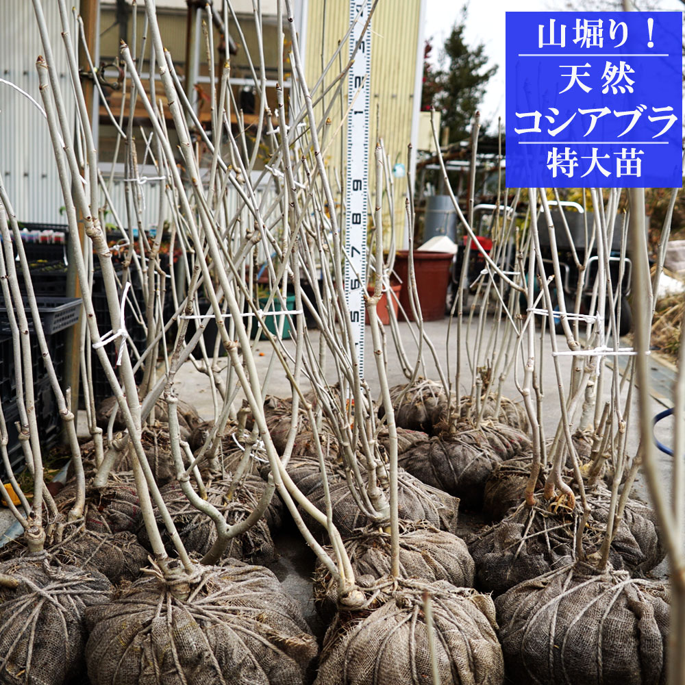 楽天市場 山掘り 天然コシアブラ 幻の山菜苗 株立ち 天然木 根巻き大苗 H80 95cm 苗木部 ｂｙ 花ひろばオンライン