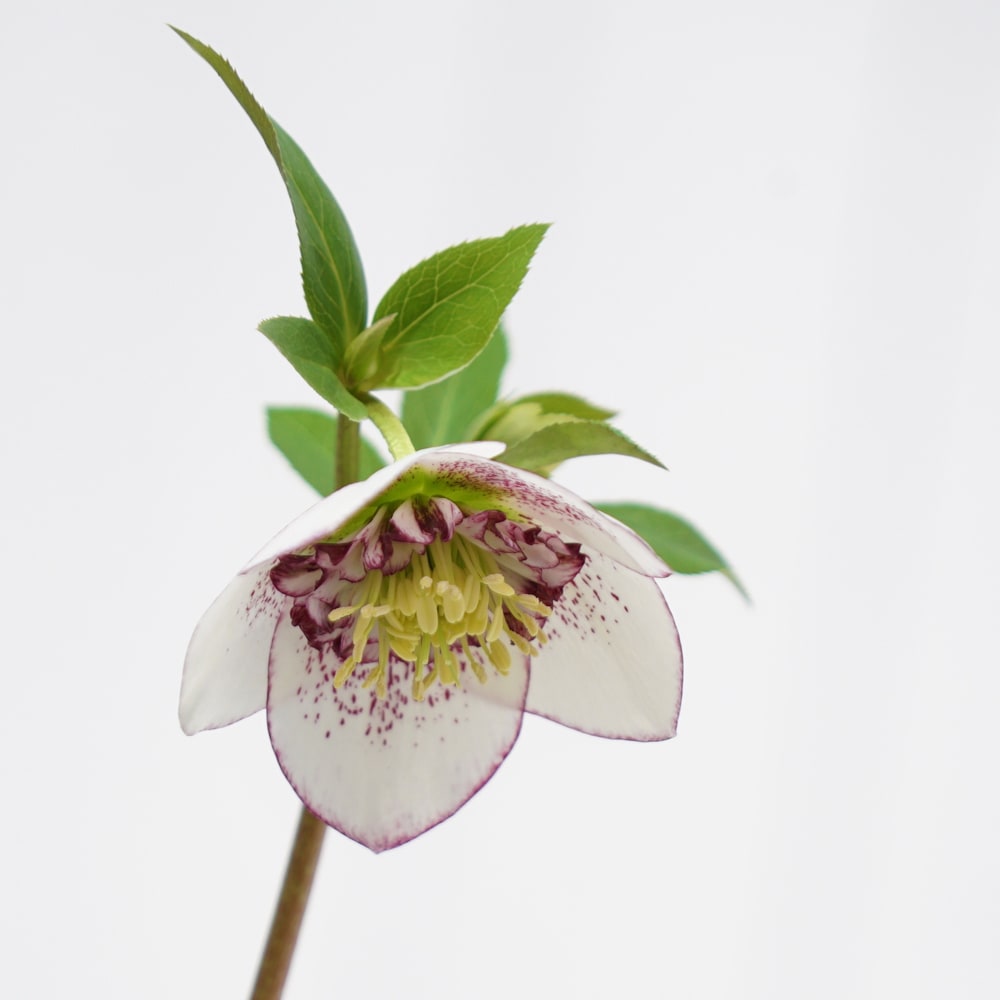 アネモネ咲きクリスマスローズ 3号ポット