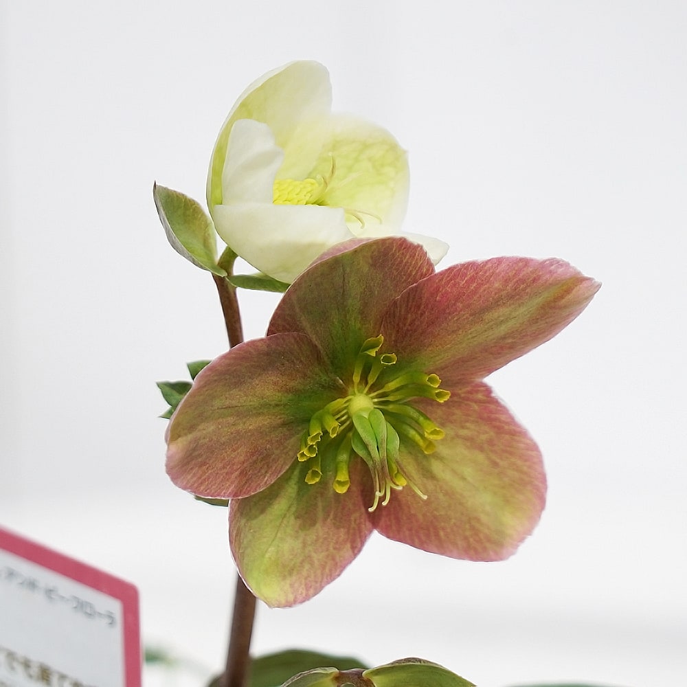 一重咲きクリスマスローズ 3号ポット