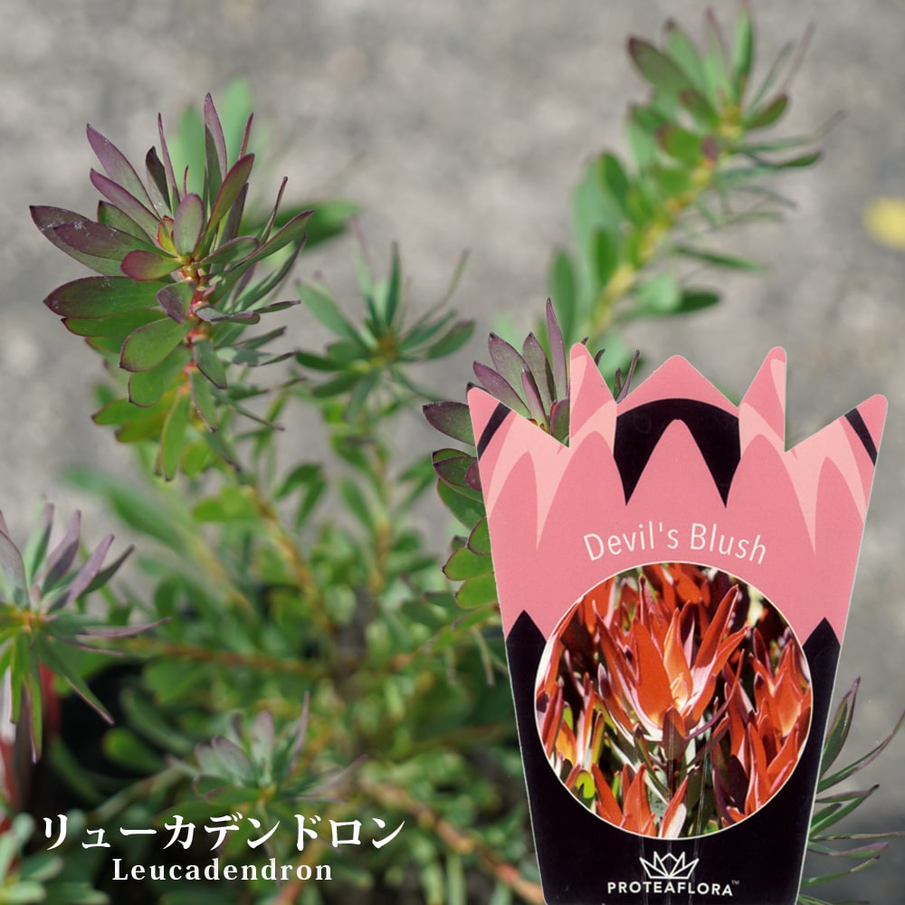 楽天市場】リューカデンドロン デビルズブラッシュ 鉢植え : 苗木部