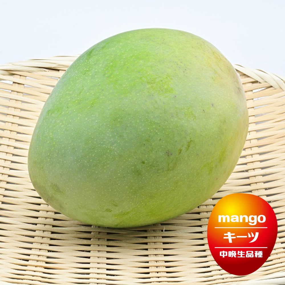 楽天市場】マンゴーの木 【キーツ】 1年生接木苗 4.5号ロングポット苗
