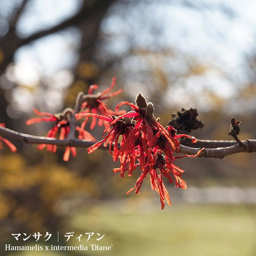楽天市場】苗木 マンサク 赤花 満作 6号サイズ : 園芸百貨店何でも揃う