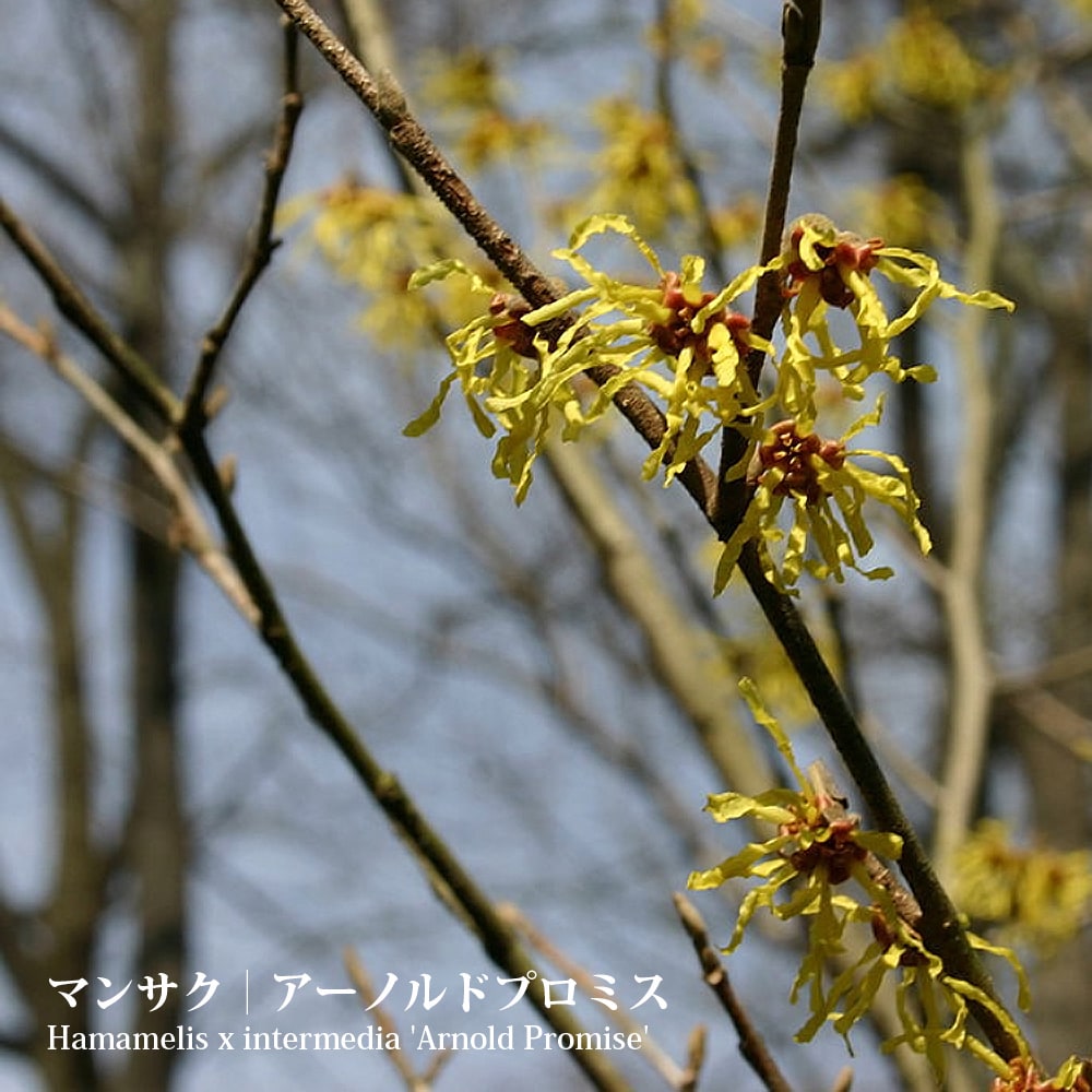 楽天市場】マンサク 黄花万作（キバナマンサク） 6号ポット苗 【観賞