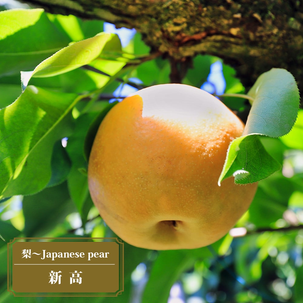 梨　甘太　苗木　実付き 楽天市場】梨 苗木 【甘太】 1年生接木苗 単品 or 受粉樹セット