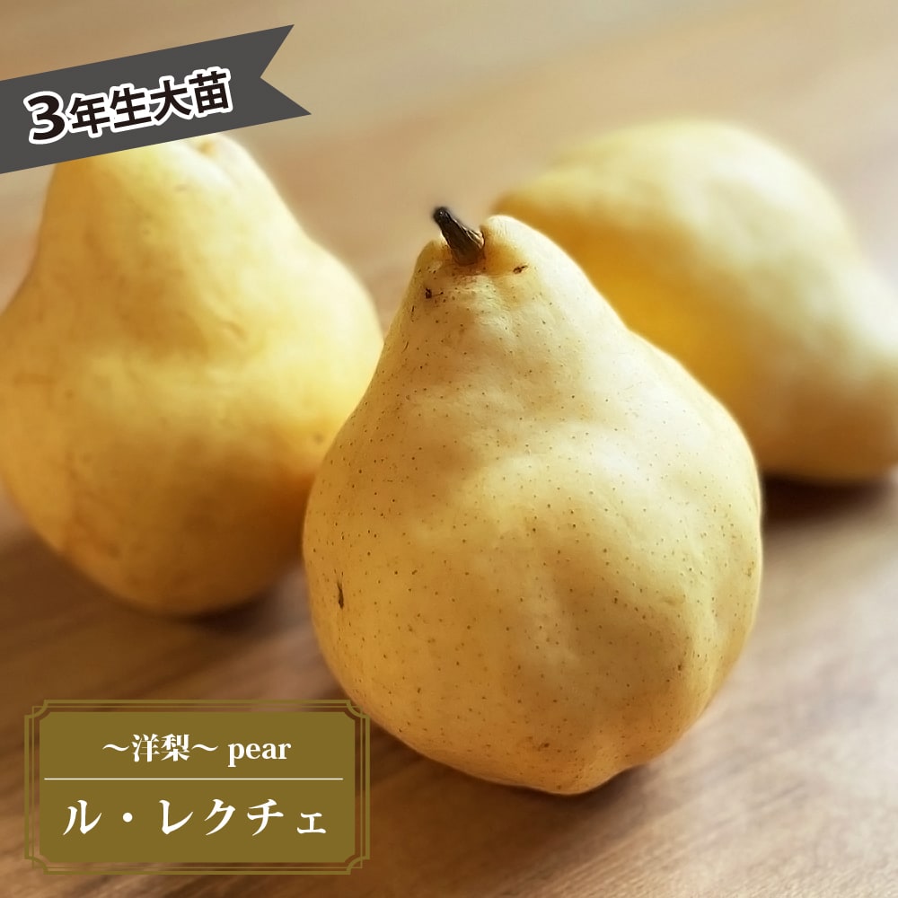 梨　にっこり　苗木　実付き 楽天市場】梨 苗木 【にっこり】 1年生 接ぎ木 ポット苗 なし 苗 果樹