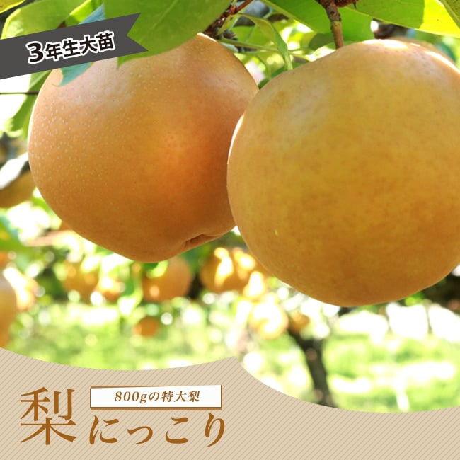 梨　甘太　苗木　実付き 梨 苗木 【甘太 （かんた） ［登録品種］】 1年生 接ぎ木苗