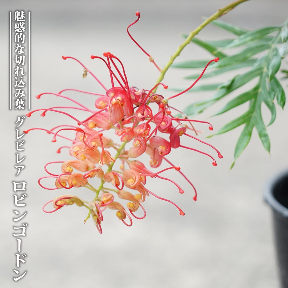 御気に入りの薔薇の見つけ方
