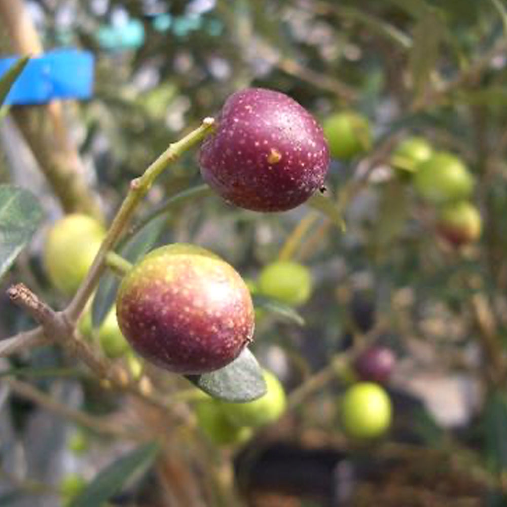 楽天市場】【マンザニロ】 オリーブの木 2年生苗 : 苗木部 by