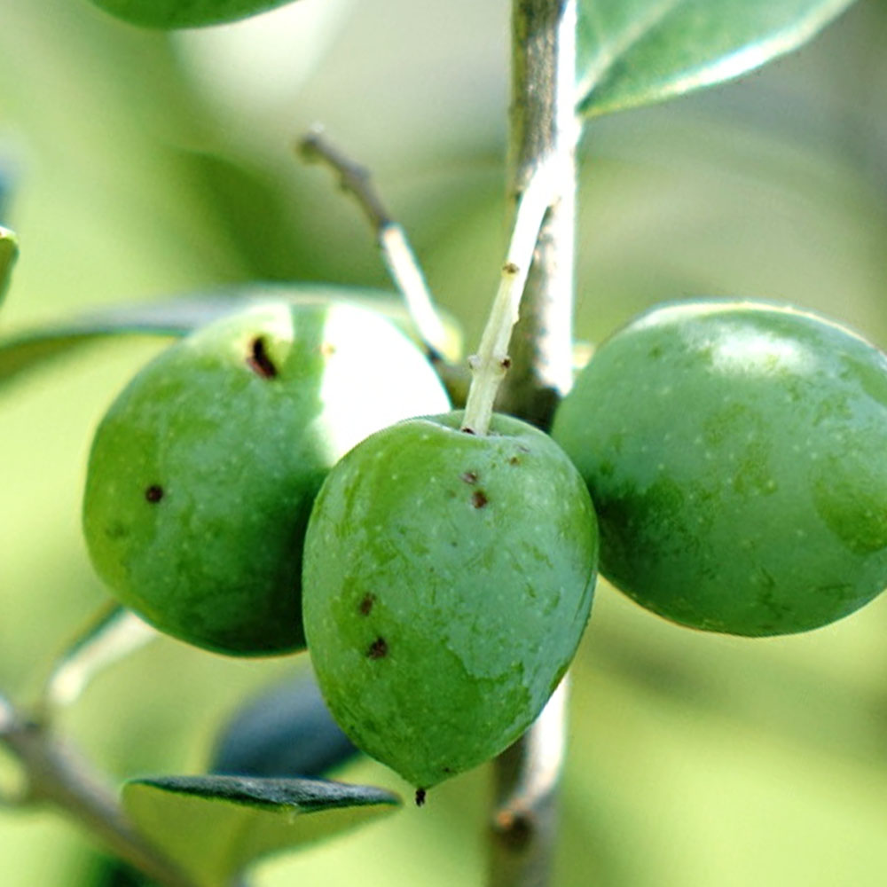 オリーブ　マンザニロ　2 オリーブ マンザニロ 2