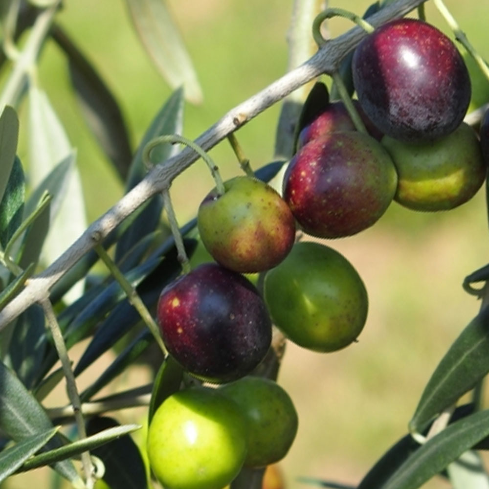 楽天市場】オリーブの木 アルベキナ 3年生苗 庭木 常緑樹 シンボル