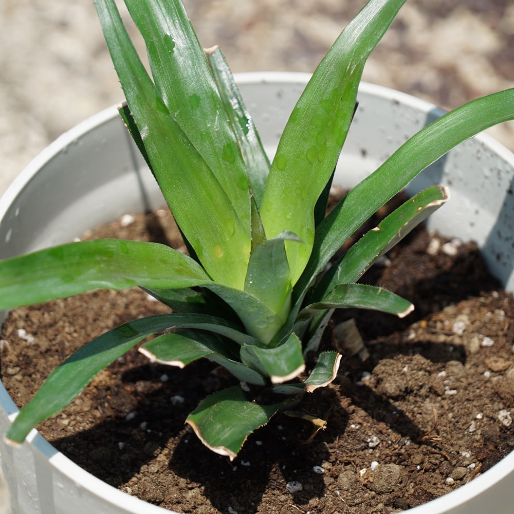 在庫処分値下げ中 観葉植物に パインアップル フレグラーポット大苗 鉢植え 受け皿付き 沖縄県産 熱帯果樹 贈り物 パイナップル 最大93 オフ