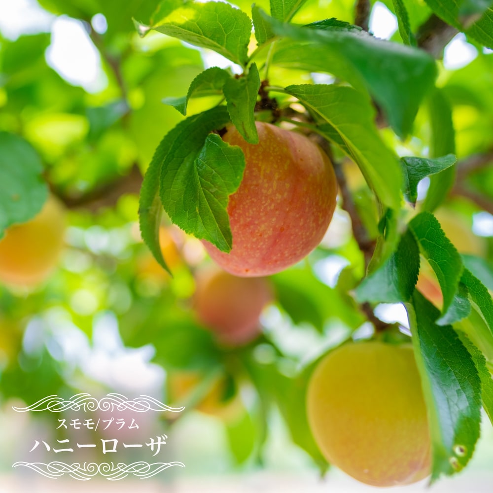 楽天市場】すもも 苗木 【サンタローザ】 1年生接木苗 単品 or 受粉樹セット 【予約販売】11～12月頃発送予定 : 苗木部 ｂｙ  花ひろばオンライン