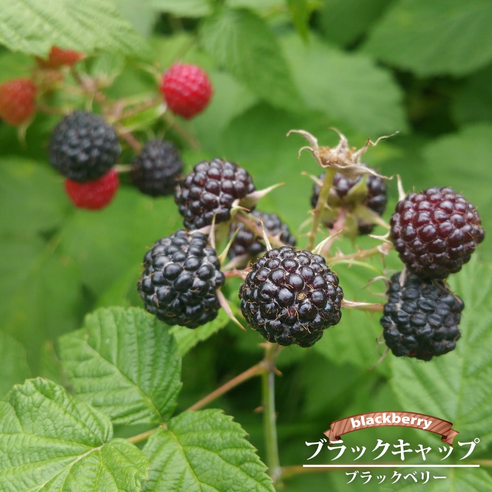 楽天市場】【ブラックキャップ】 ブラックラズベリー ポット苗 : 苗木