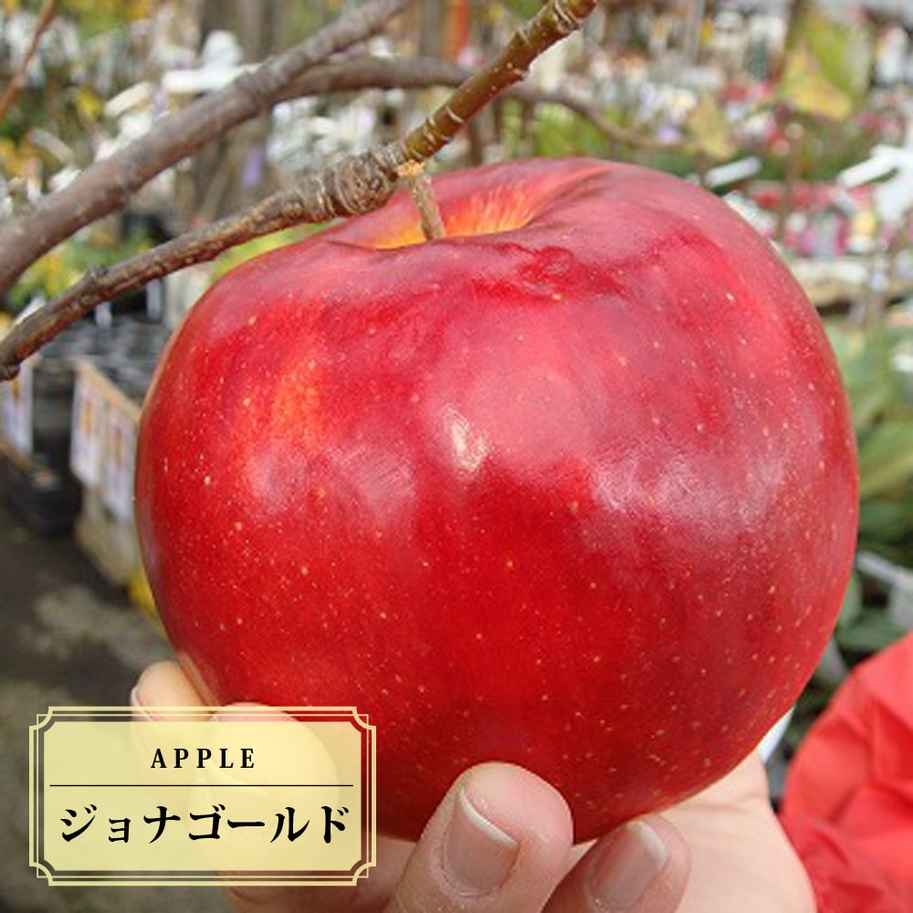 楽天市場】りんご 【ジョナゴールド】 2年生接木 ロングスリット鉢植え