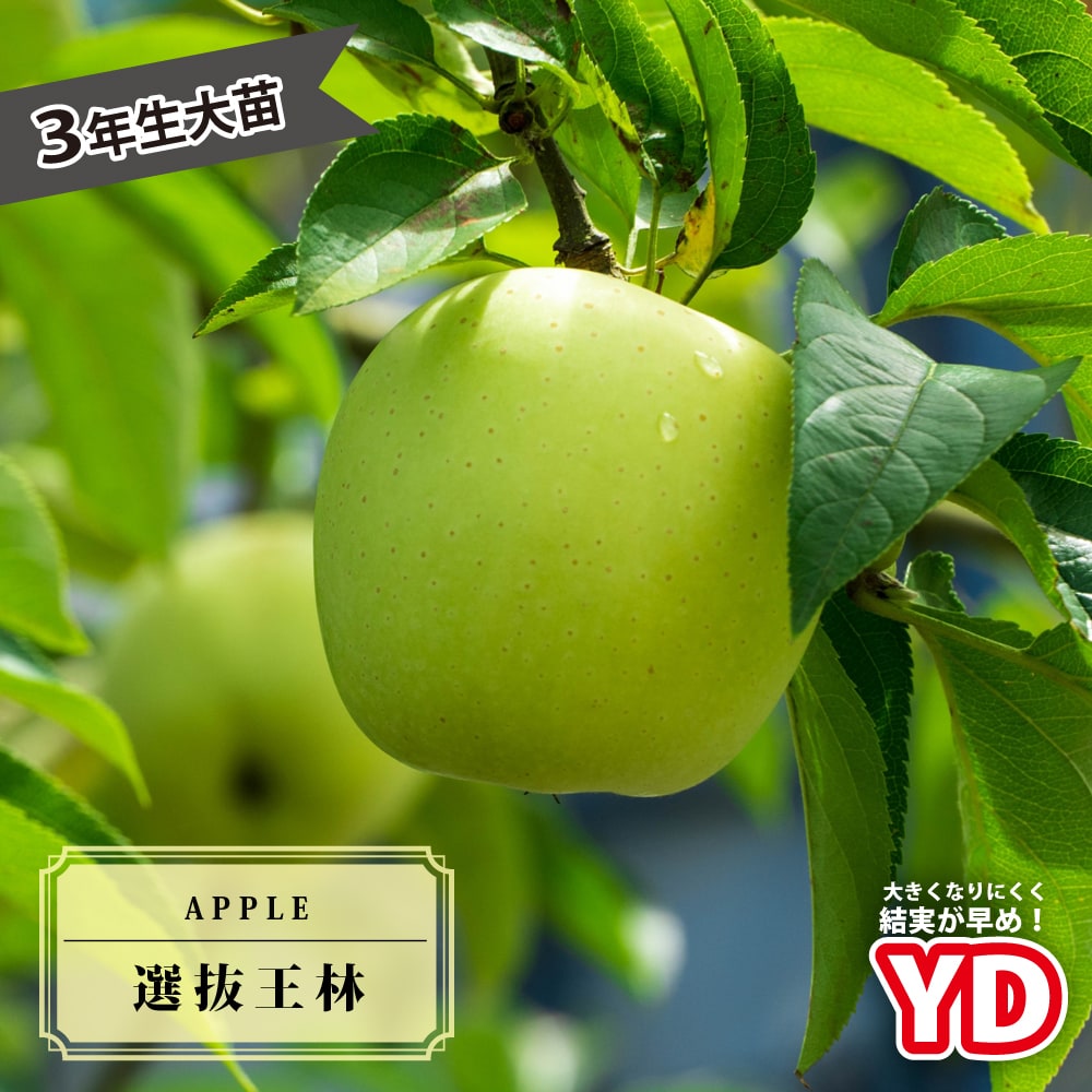 りんご^ - ^ ② 国華園オンラインショップ / りんご 約2kg ニュージーランド産