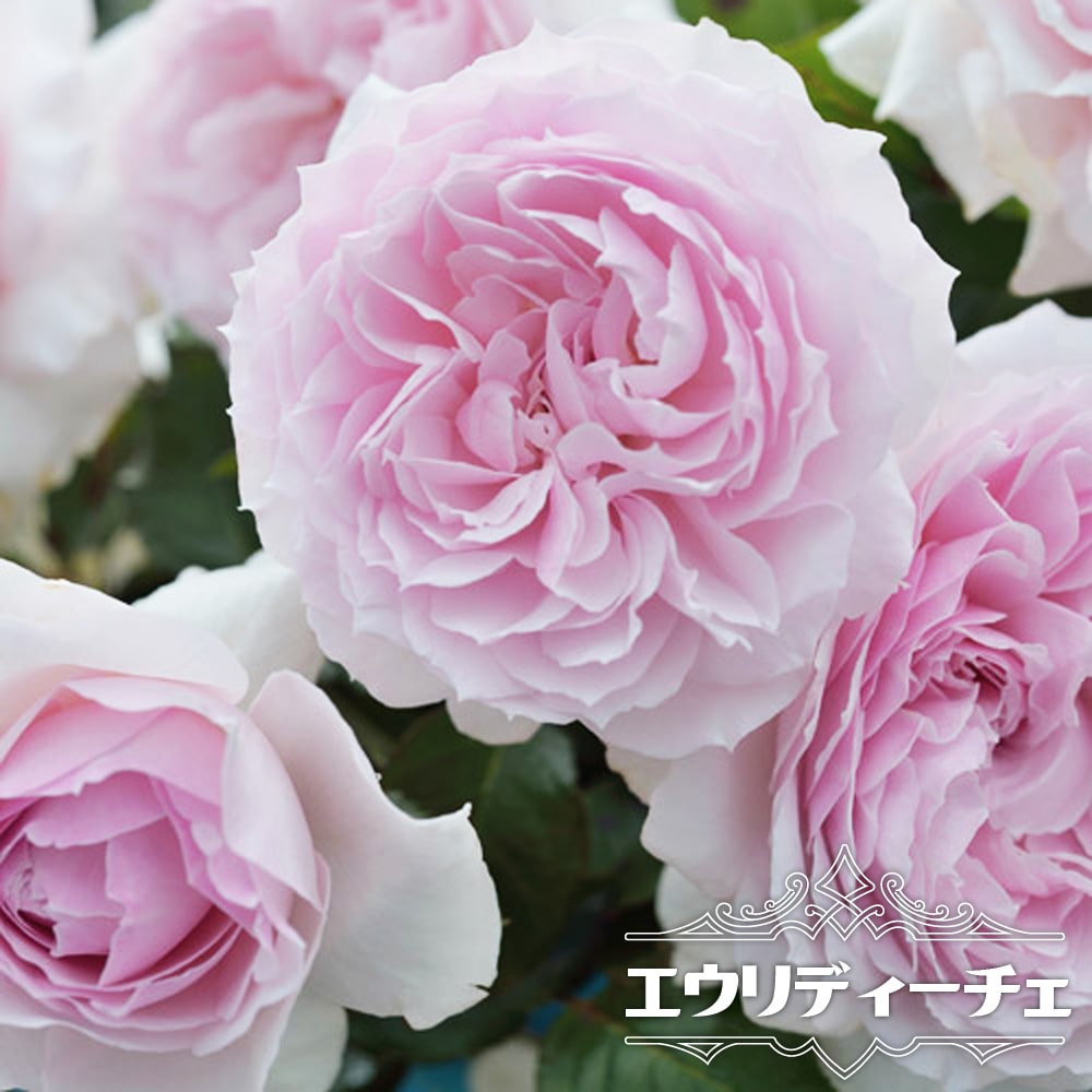人気ER トーマス　四季咲　強香　バラ苗　地植え極太　大苗　1苗のみ hanahirobaonline_rose-er-