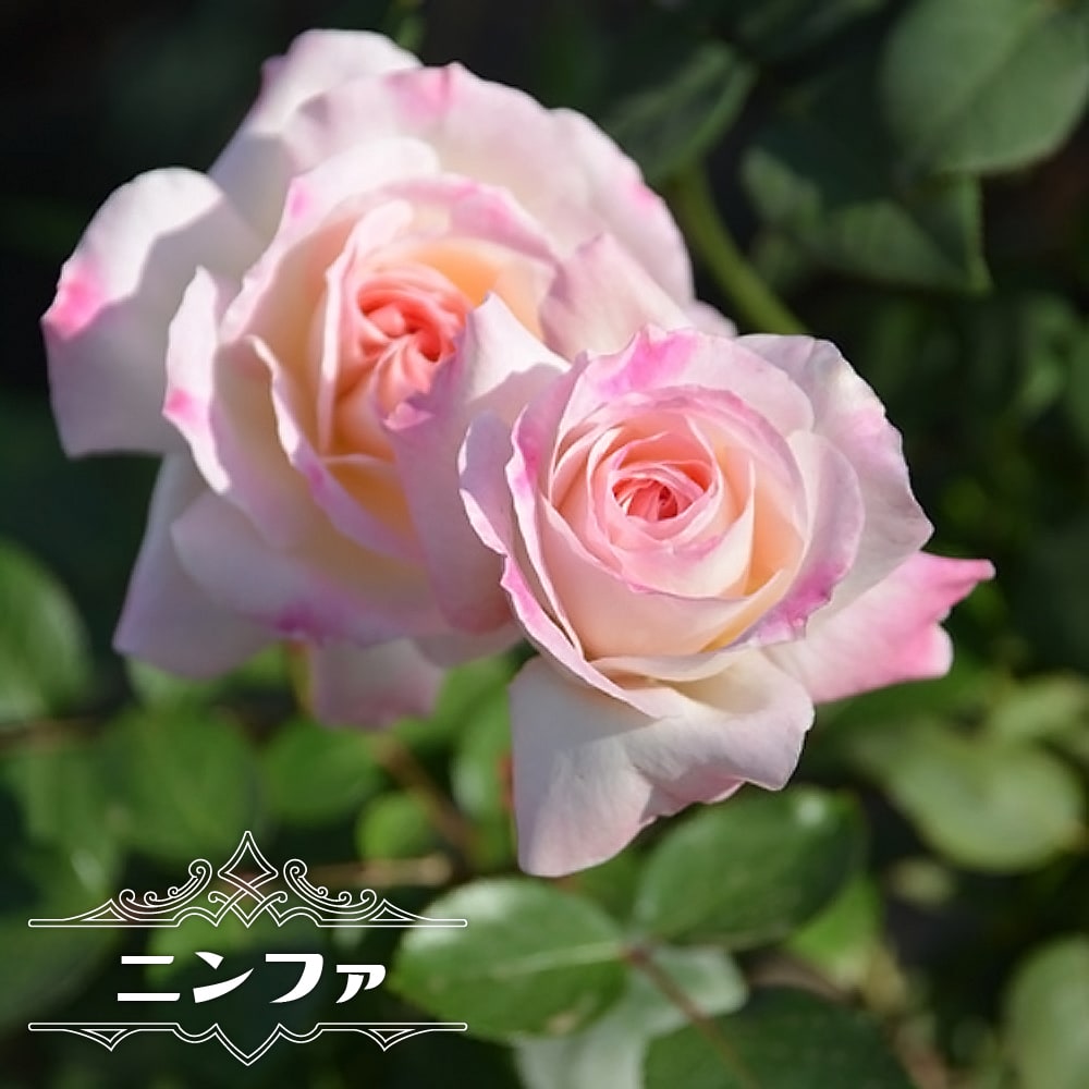 【バラ苗】 ニンファ 2年生大苗 FL 【ロサオリエンティス】 四季咲き ピンク色 バラ苗木 登録品種・品種登録 苗木部 ｂｙ  花ひろばオンライン