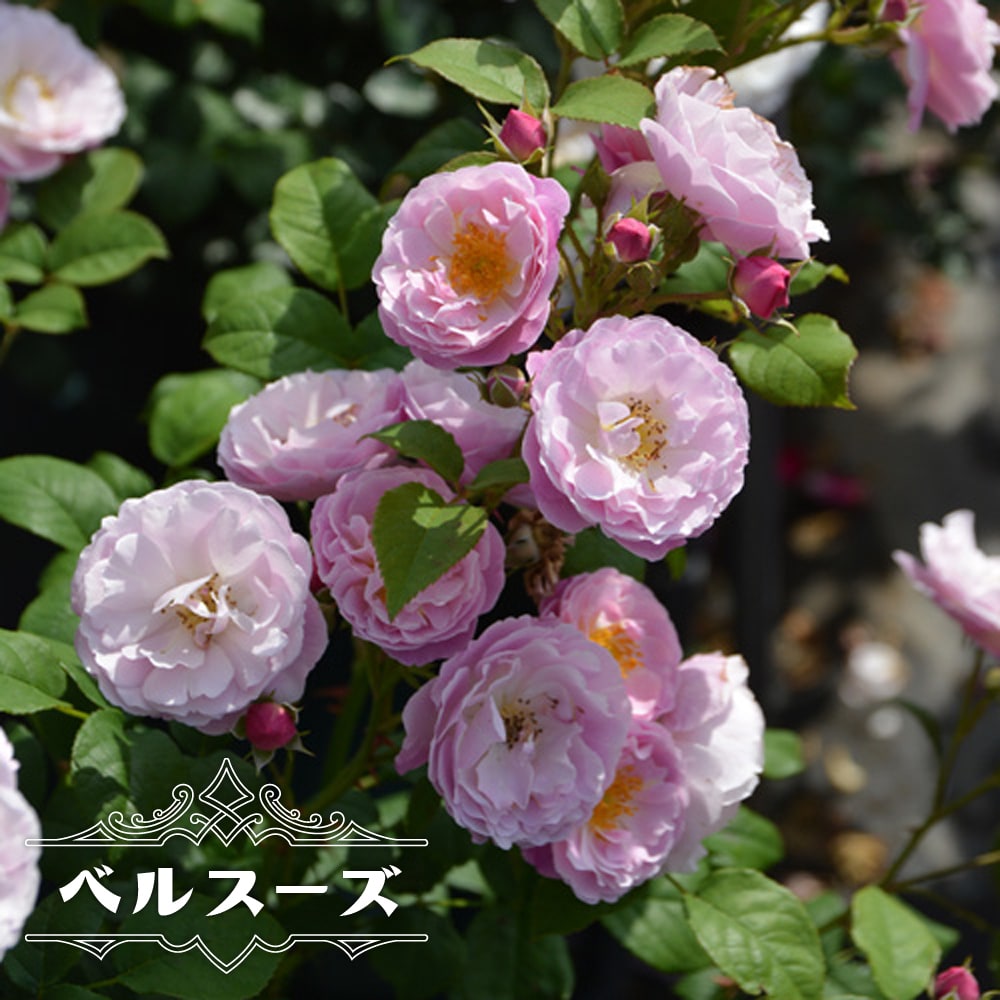 ベルスーズ 2年生大苗 ピンク シェラブ バラ苗木 四季咲き