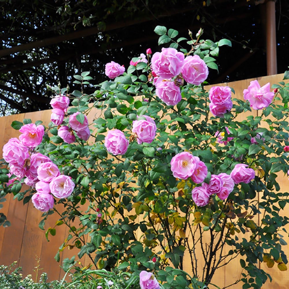 ベルスーズ 2年生大苗 ピンク シェラブ バラ苗木 四季咲き