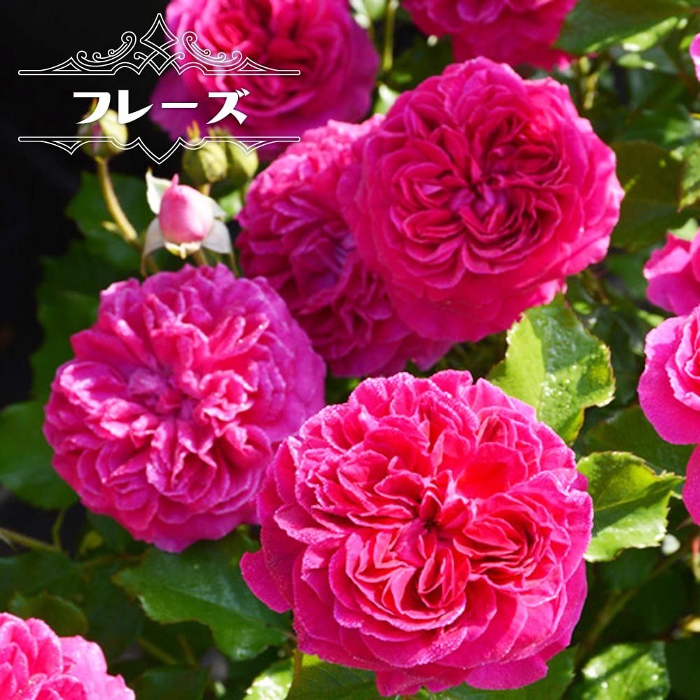R.H.S.R様ご確認専用！バラ　苗　③ 四季咲　切花　花付き良い　花持ち良い 楽天市場】四季咲きバラ苗 【フレーズ】 2年生大苗 登録品種・品種登録