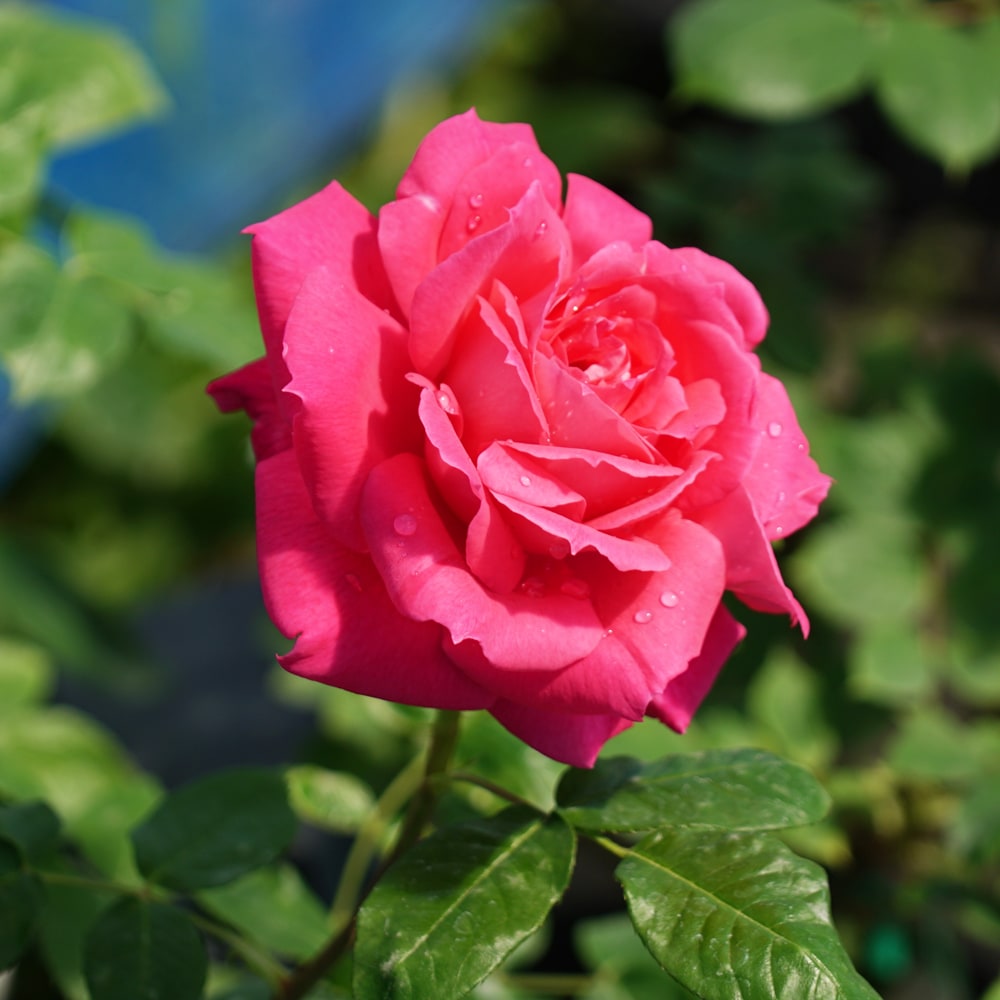 つるエデンローズ 大苗 強香 苗 つるバラ ピンク バラ