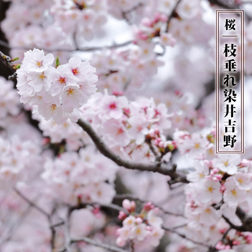 楽天市場】しだれ桜 【仙台枝垂れ桜】 1年生接木苗 : 苗木部 ｂｙ 花ひろばオンライン