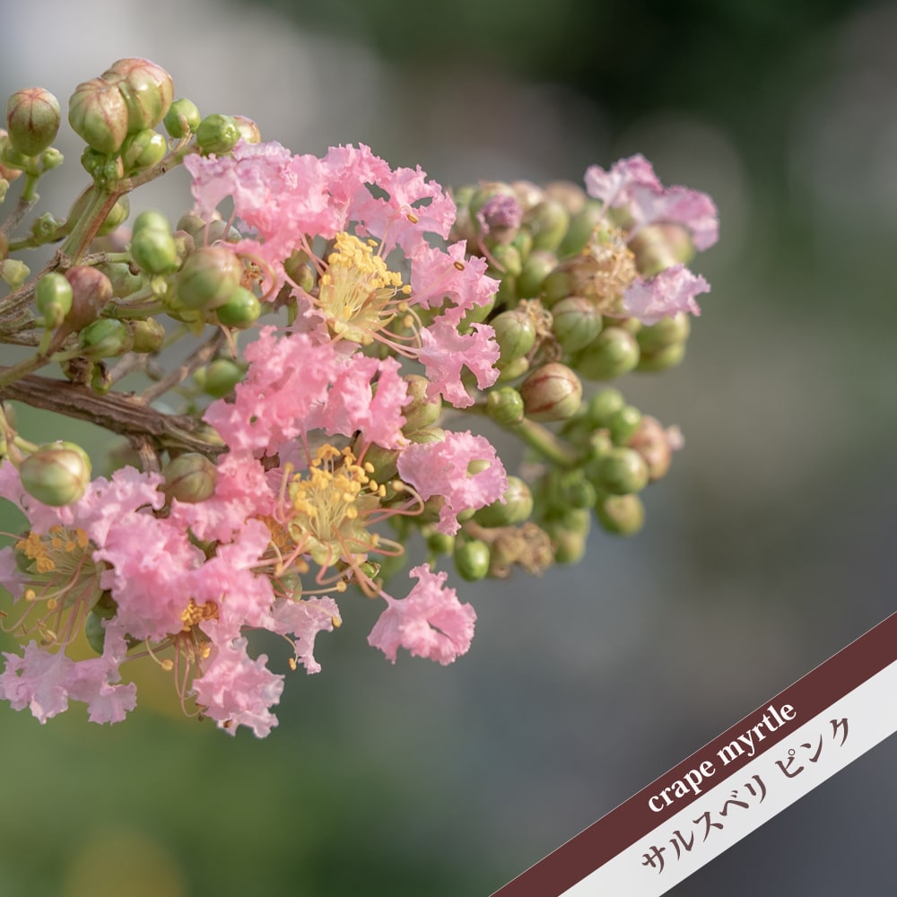 楽天市場】サルスベリ 【ピンク】 5号ポット苗 : 苗木部 by 花ひろば