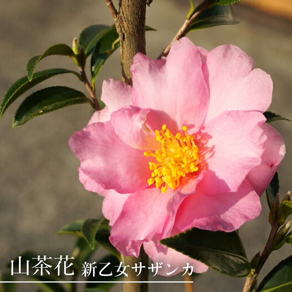 4本セット 立ち寒椿 （サザンカ 赤花） 4本セット 立ち寒椿