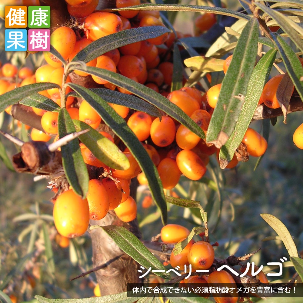楽天市場】【ネロ】 アロニア (ブラックチョコベリー/チョーク