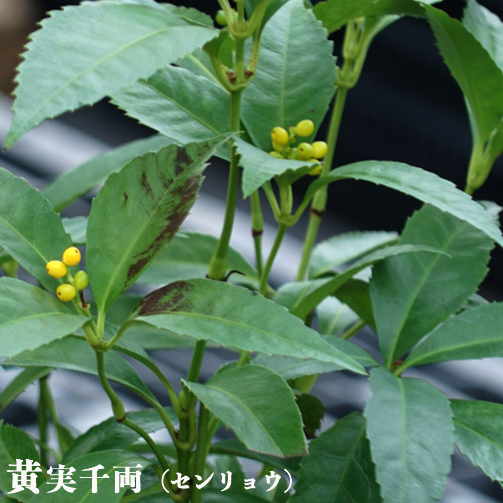 楽天市場 黄実 千両 センリョウ 根巻き苗 苗木部 ｂｙ 花ひろばオンライン
