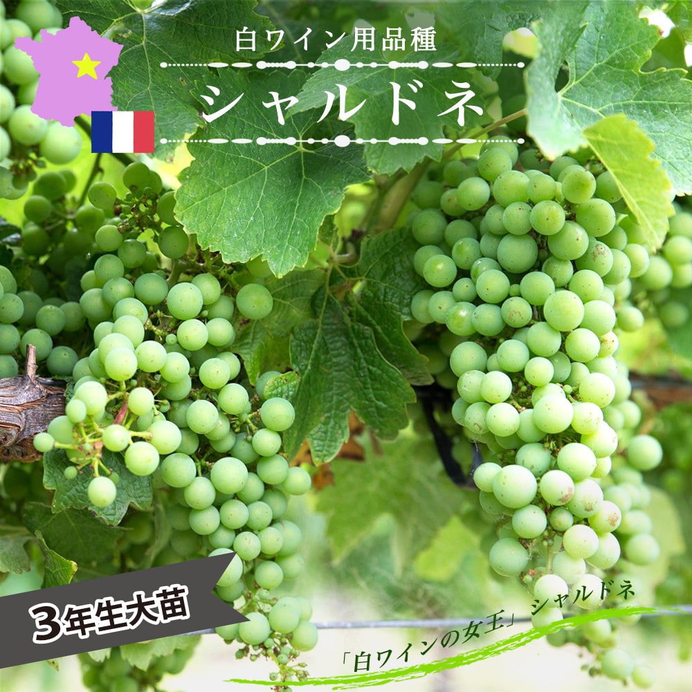 楽天市場】【ピノノワール】 赤ワイン用ぶどう 1年生接木苗