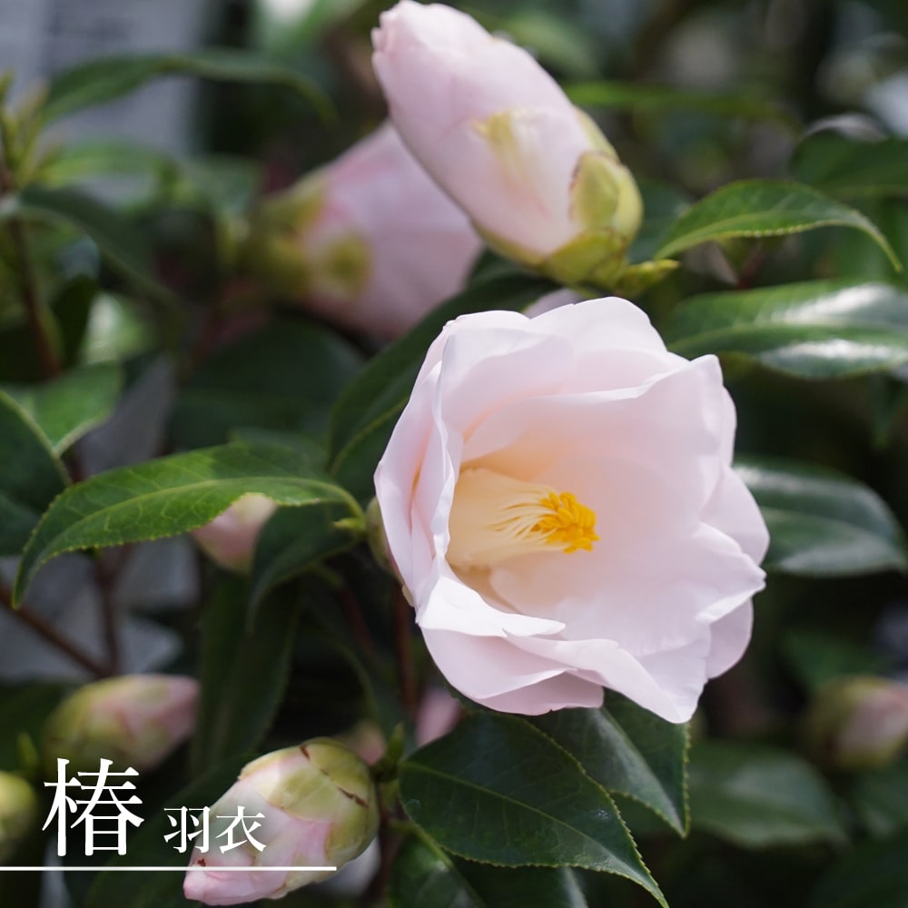 ツキプロ 花笑み ミニ缶バッジ 始、隼、春、海、雪、椿、瑞希 RELEASE絞り込み | ツキウタ。