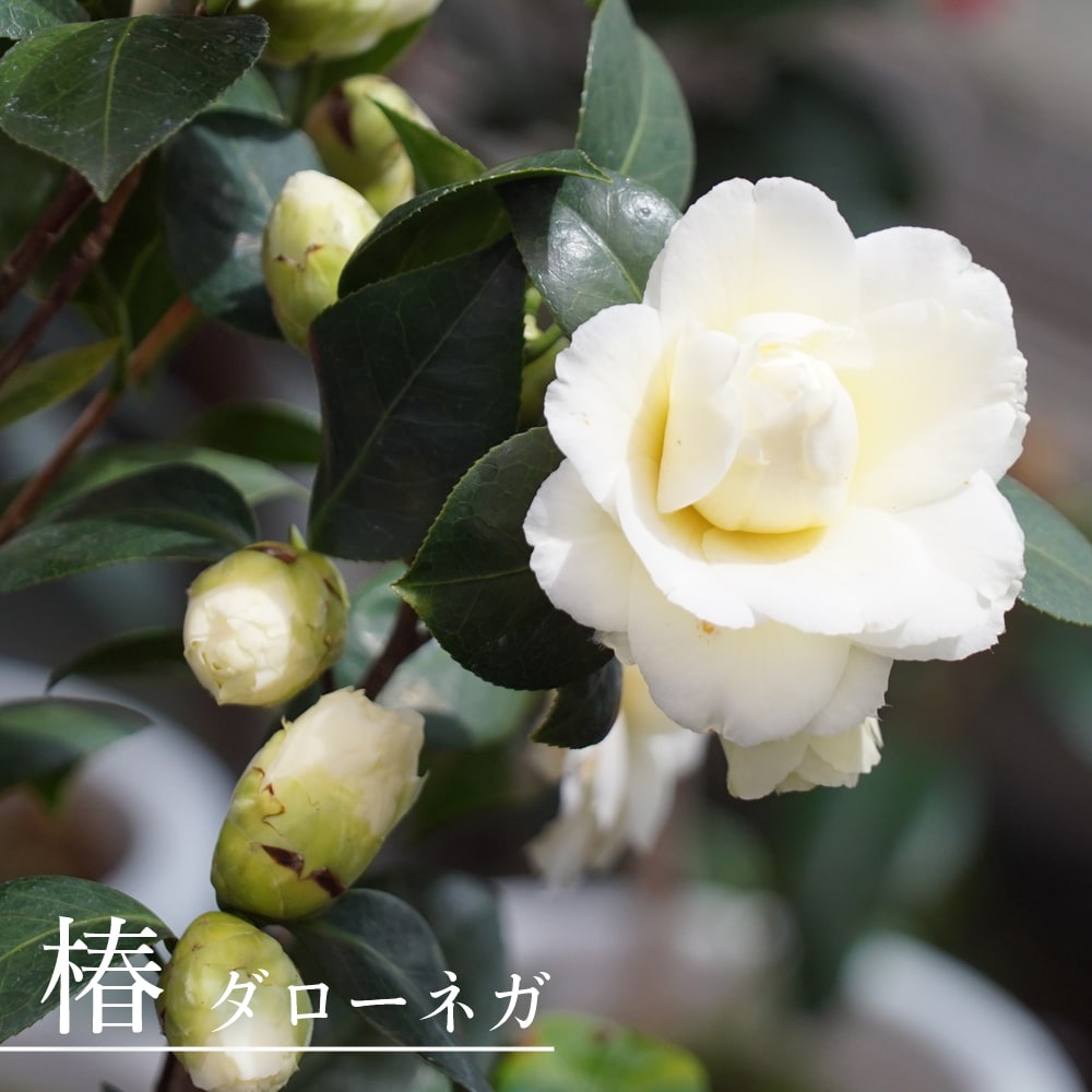 楽天市場】椿 苗 【ファイヤーダンス】 接木 白鉢植え 開花 3～5