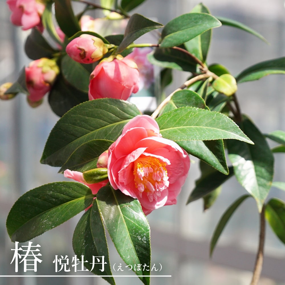 楽天市場】在庫処分値下げ中 椿 （ツバキ） 覆輪春の台 （フクリンハルノウテナ） 接木 白鉢苗 開花 2〜3月頃 : 苗木部 ｂｙ 花ひろばオンライン