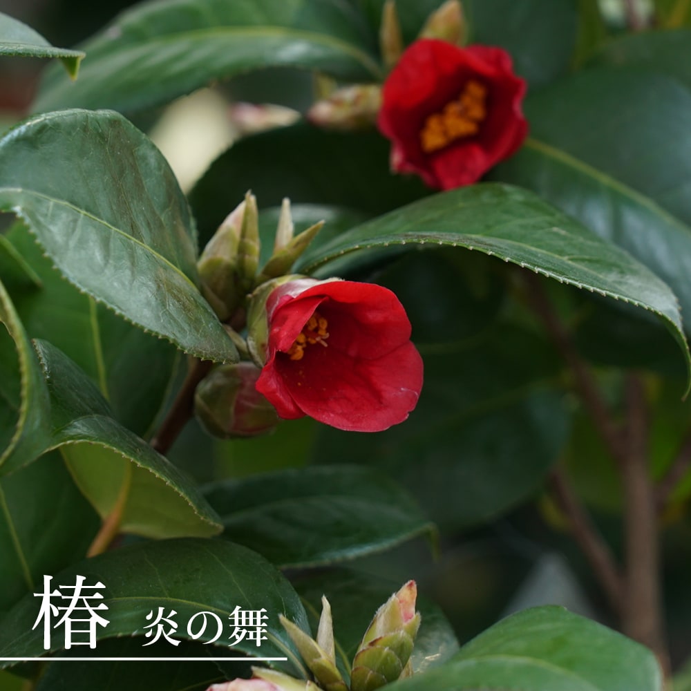 楽天市場 在庫処分値下げ中 炎の舞 椿 接木 白鉢苗 開花 11 4月 苗木部 by 花ひろばオンライン 楽天市場 在庫処分値下げ中 炎の舞 椿 接木 白鉢苗 開花 11 4月 苗木部 by 花ひろばオンライン