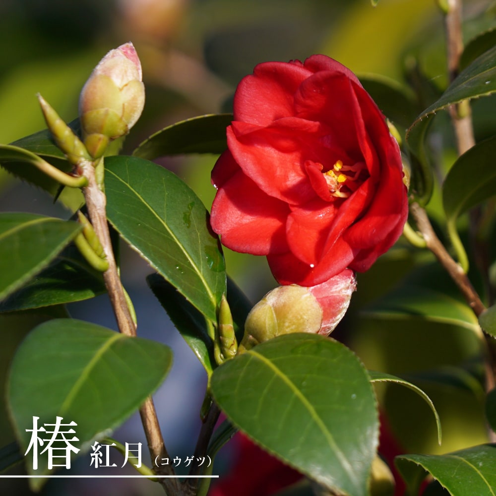 楽天市場】花芽付き 椿 苗 【紅 （くれない）】 接木 白鉢苗