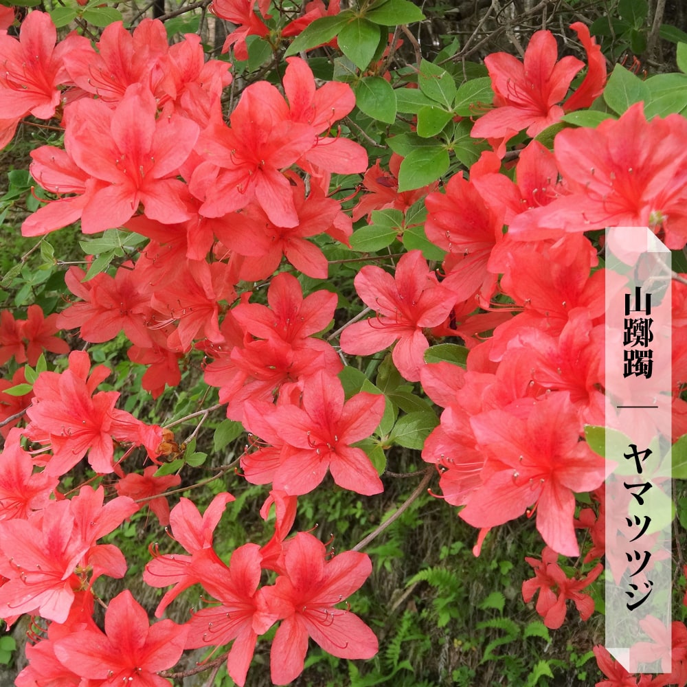 楽天市場】ヤマツツジ 苗 【ヤマツツジ】 ポット苗 シンボル