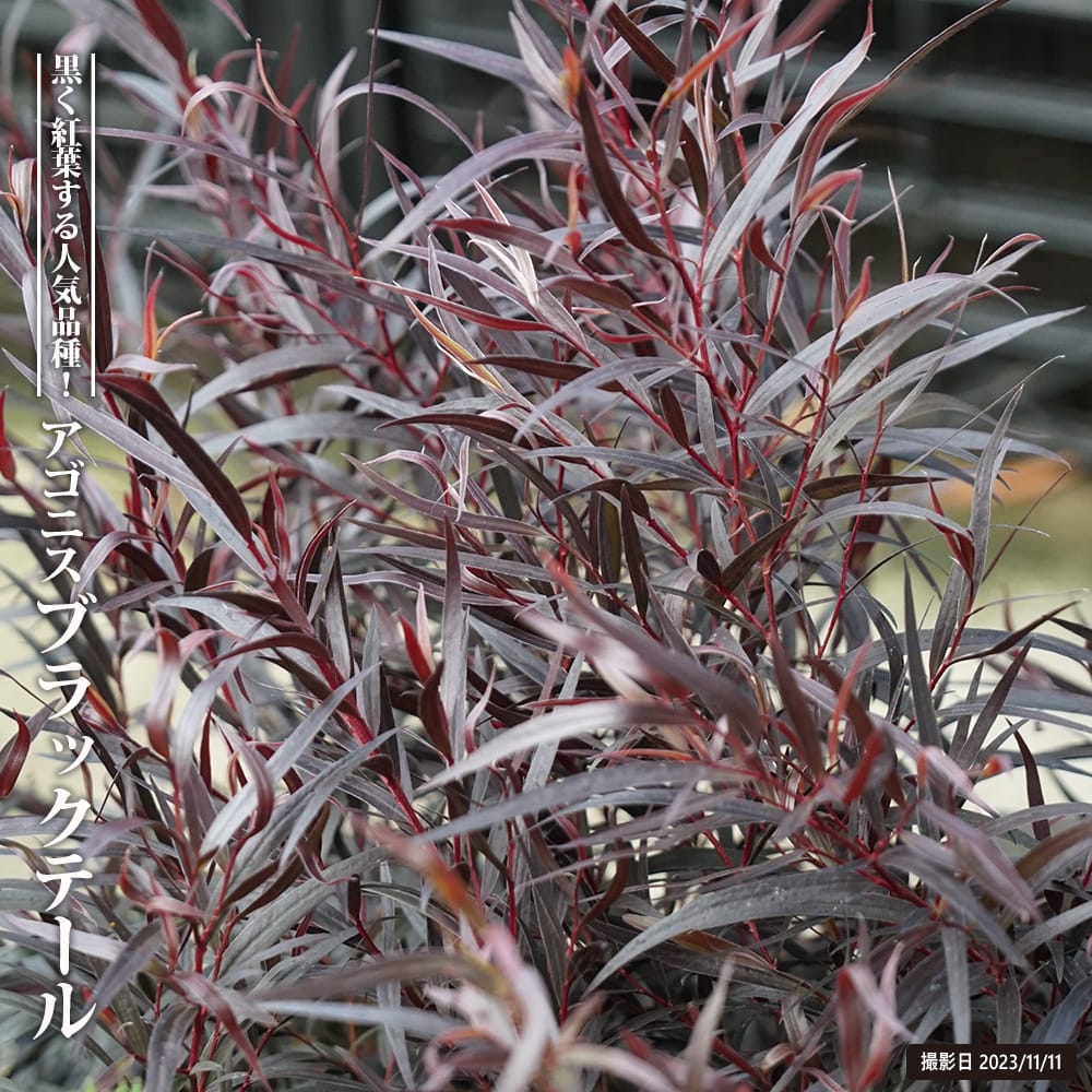 楽天市場】エリオステモン 【プロファッション】 5号鉢苗 : 苗木部