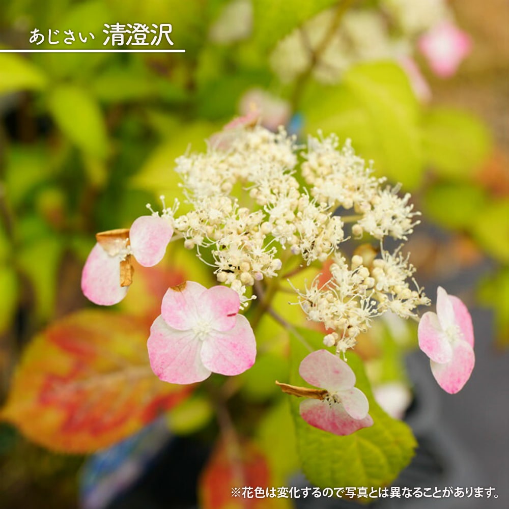 九重桃姫 （ヤマアジサイ） : Nakaの泥轍日記