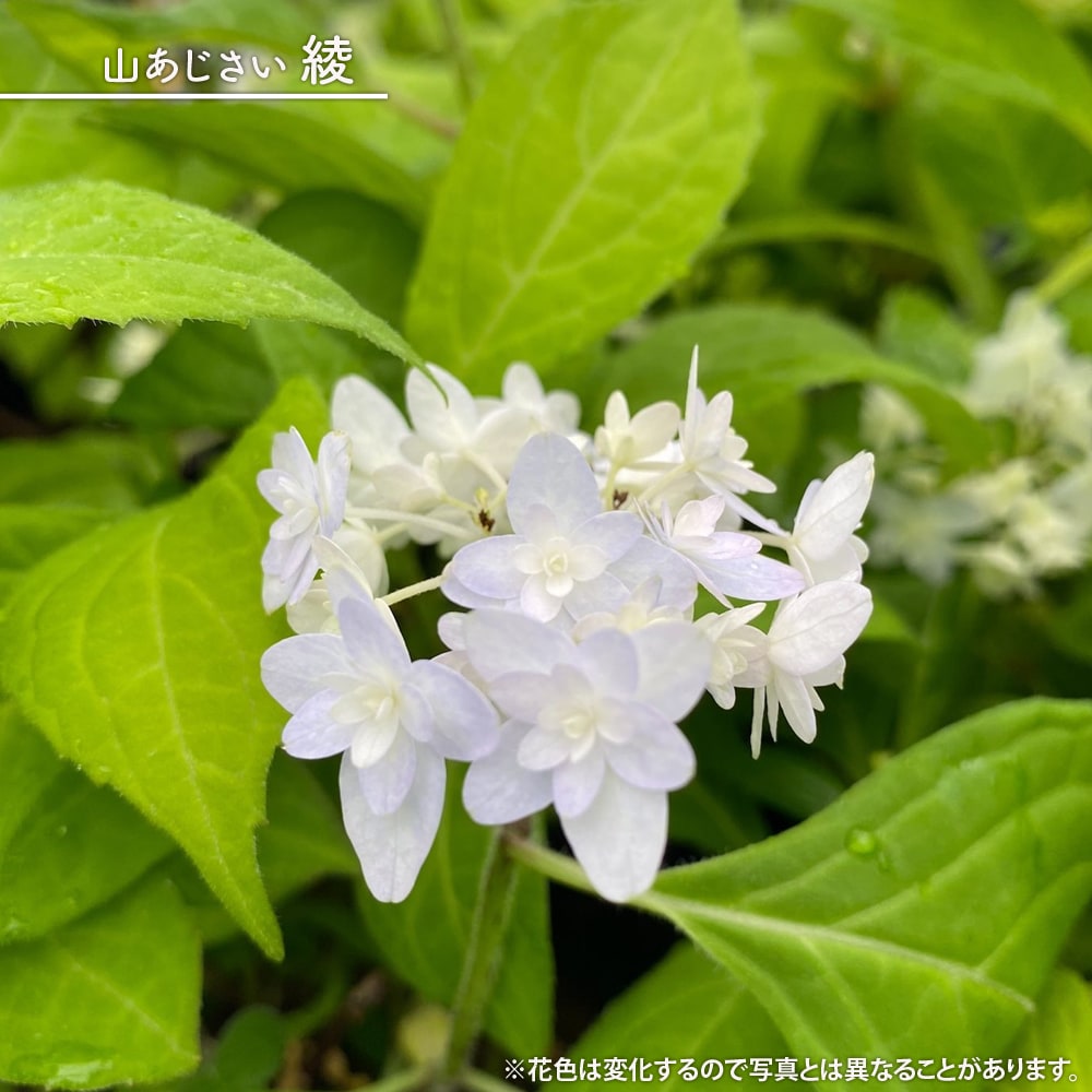 楽天市場】紫陽花 アジサイ 【大島緑花】 3.5号ポット苗 【ハナ 楽天市場】紫陽花 アジサイ 【大島緑花】 3.5号ポット苗 【ハナ