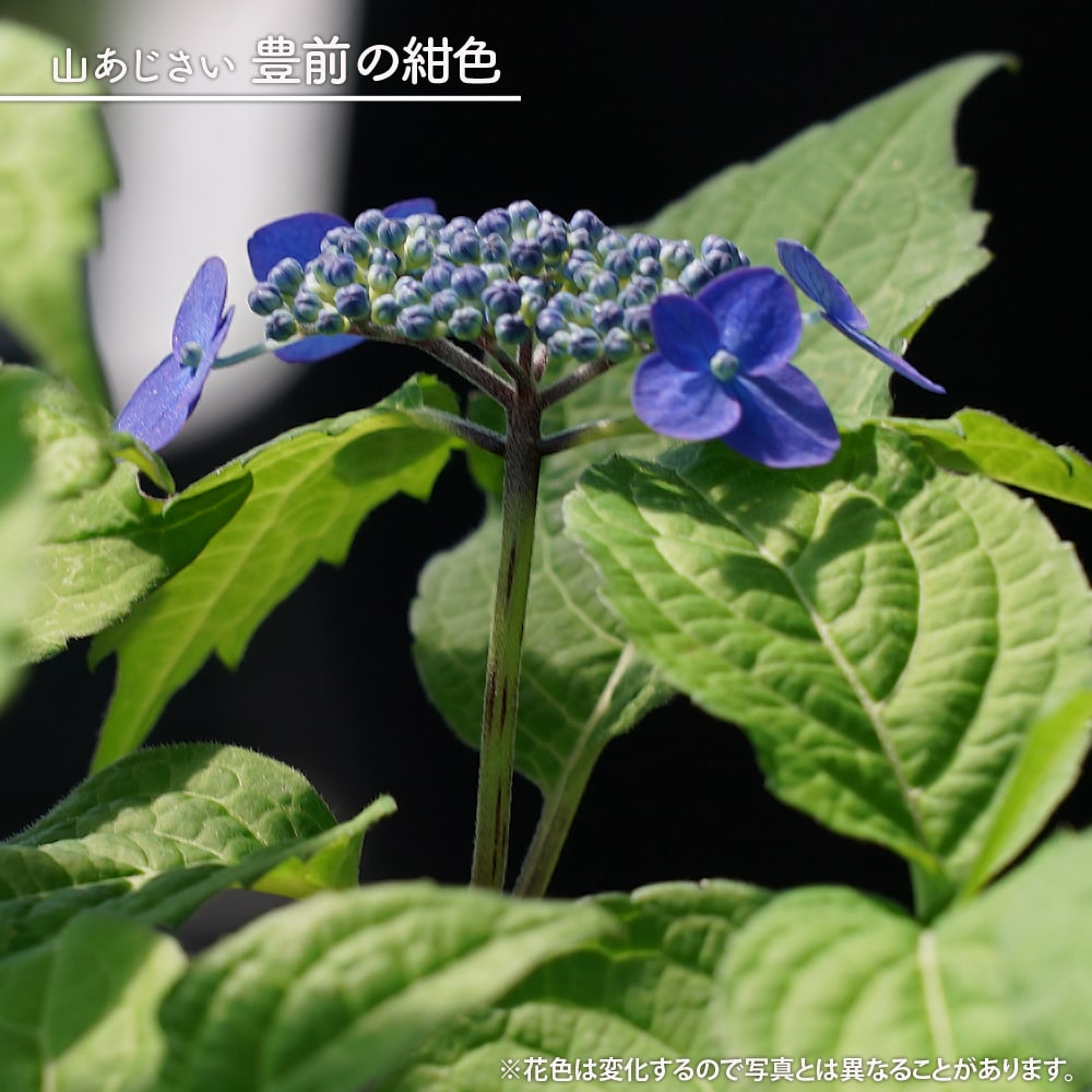 紫陽花 額 八重 ピンク 1本 枝 挿し木 苗 鉢 アジサイ 植物 あじさい