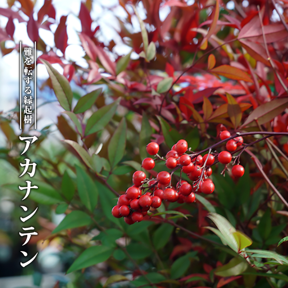 楽天市場】クロモジ （黒文字） 根巻き苗 : 苗木部 by 花ひろば