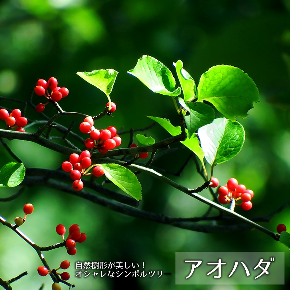 楽天市場】ヤマツツジ 3.5号ポット苗 【里の木シリーズ】 : 苗木部