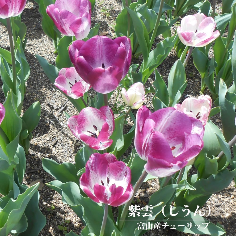 チューリップ  楽天市場】富山産チューリップ 単色咲き 混合 球根 （18球入り