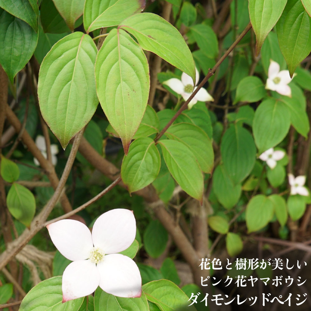 楽天市場】開花中 【白花ハナミズキ】 根巻き大苗 庭木 シンボルツリー