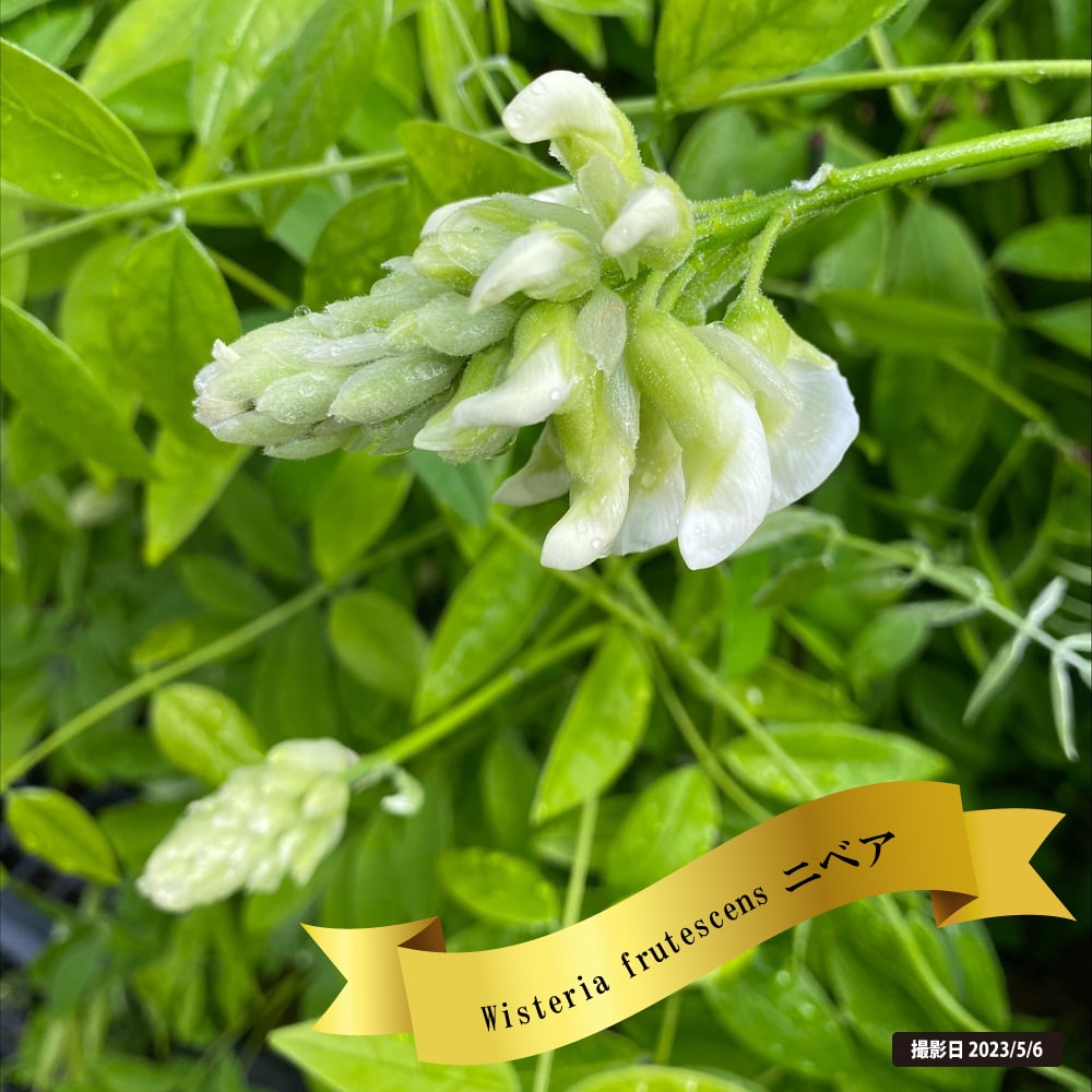 楽天市場】アメリカフジ 【ニベア】 ポット苗 : 苗木部 by 花ひろば