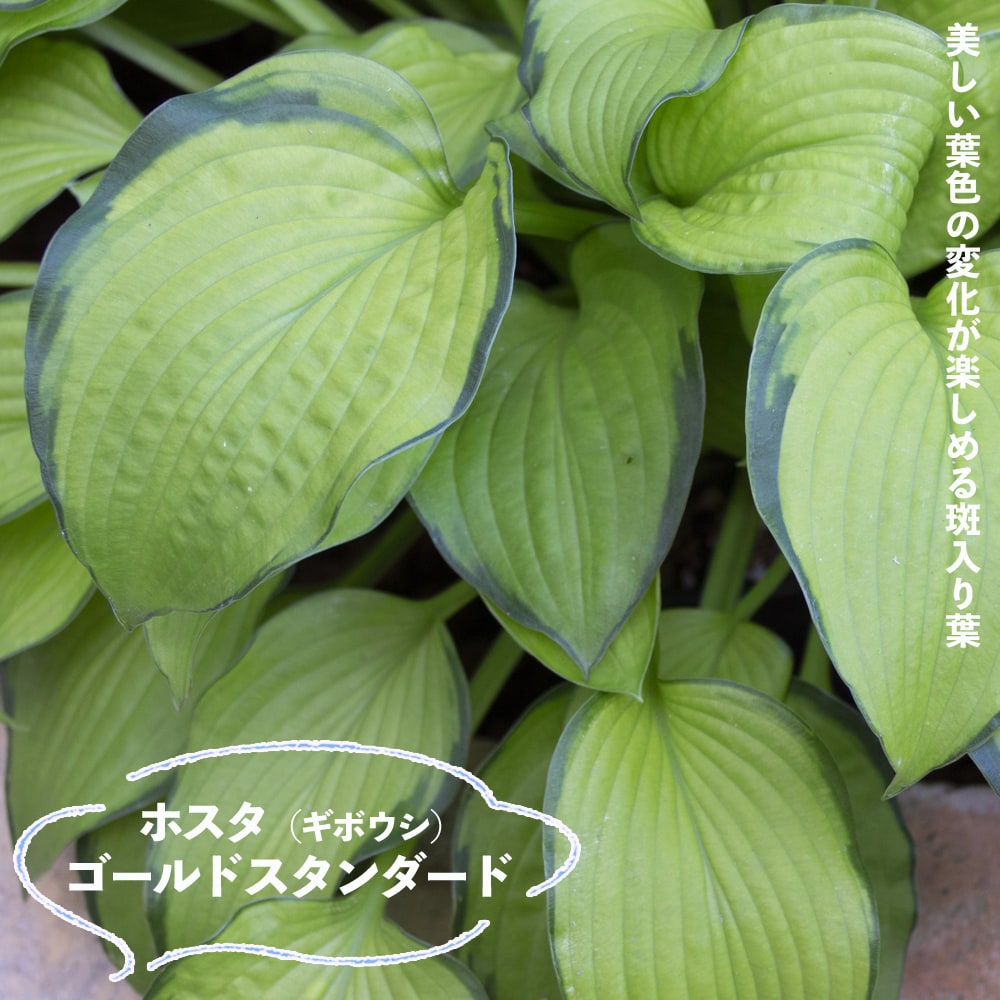 ギボウシ（ホスタ・中型種）：カラーフェスティバル6号ポット の