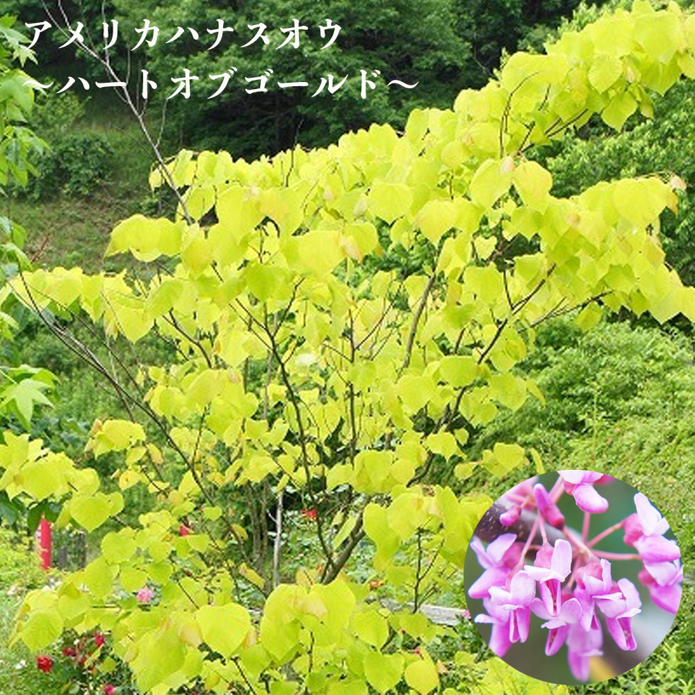 楽天市場】アメリカハナズオウ フォレストパンジー 根巻き苗 【大型