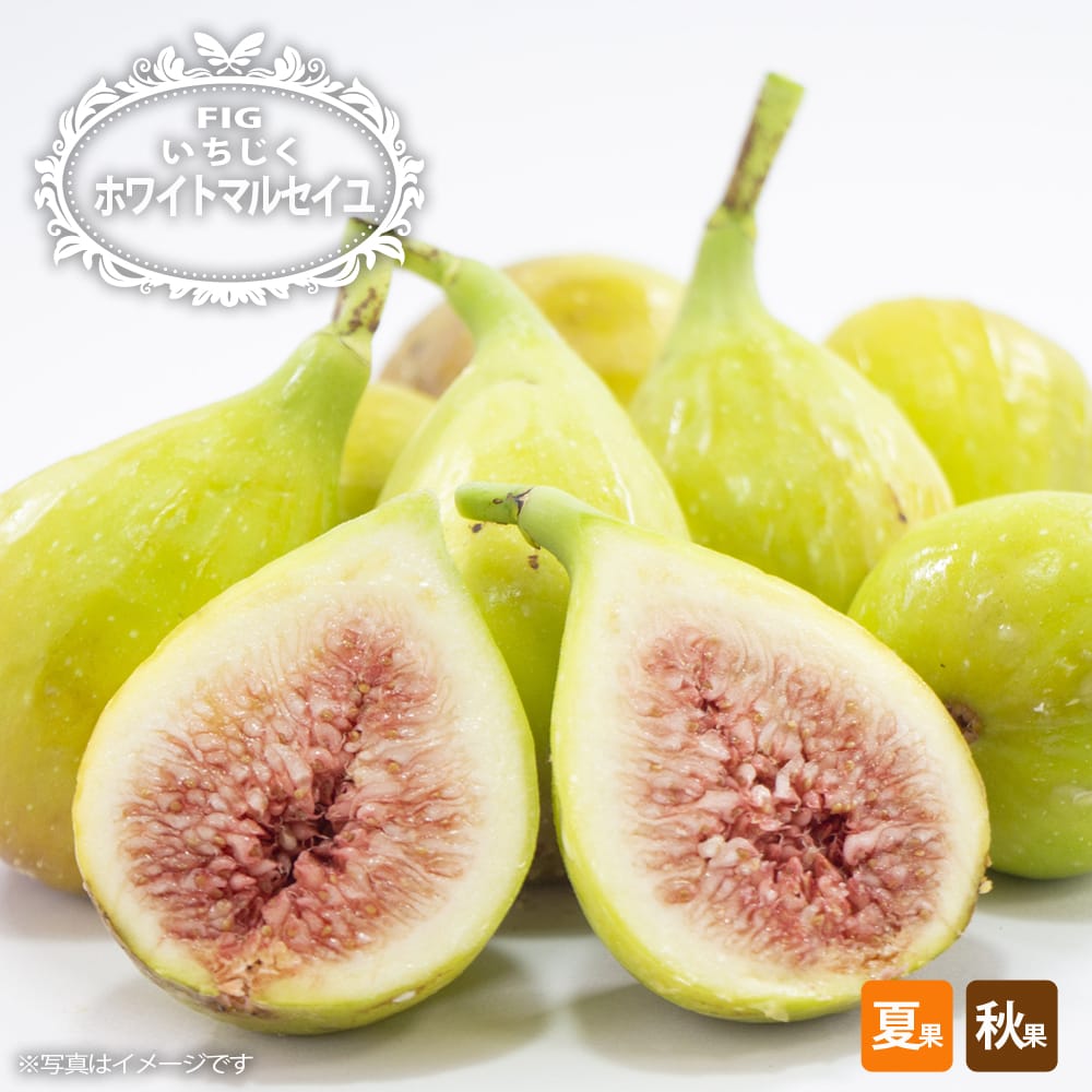 【処分価格】11月22日更新　販売開始【問い合わせ用】いちじく苗 楽天市場】いちじく 【ビオレソリエス】 株枯病抵抗性キバル台接木 3